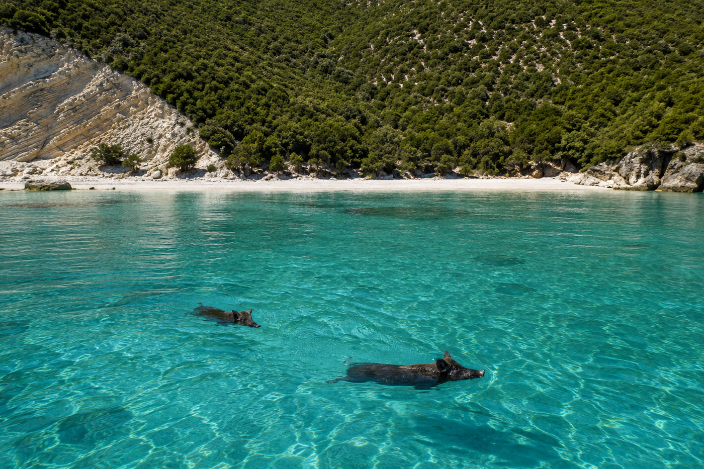 Kefalonia Day Cruises to Koutsoupia Beach - Swim and BBQ on the beach - Kefalonia Daily Cruises